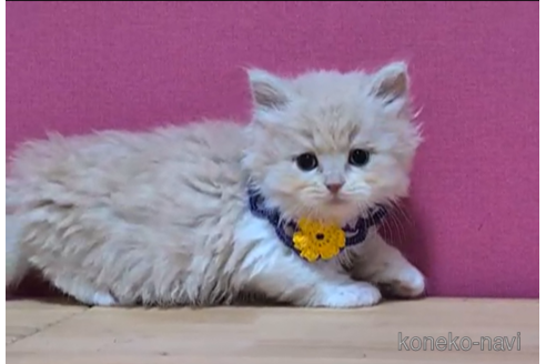 成約済の東京都のブリティッシュショートヘア-105342の4枚目